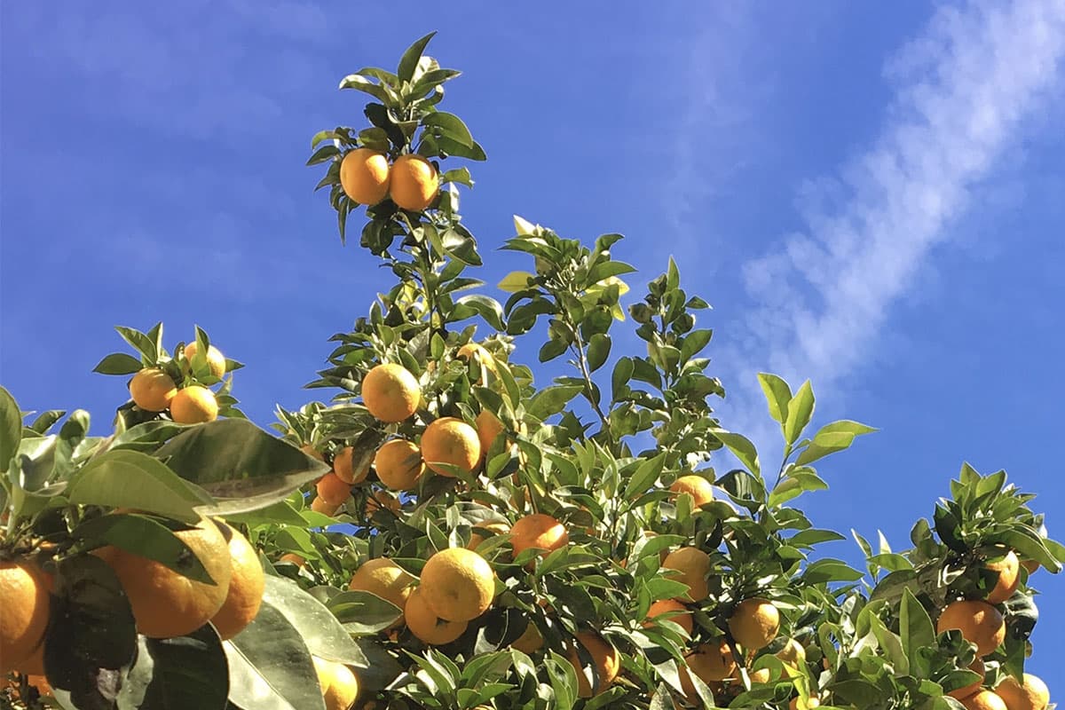 oranges_valence Valencia Orange Trees